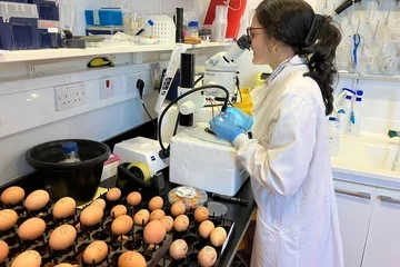 Woman working with chicken eggs