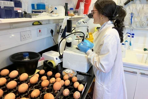 Woman working with chicken eggs