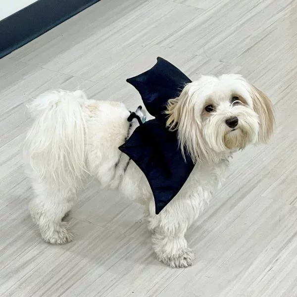 Dog dressed up with bat wings