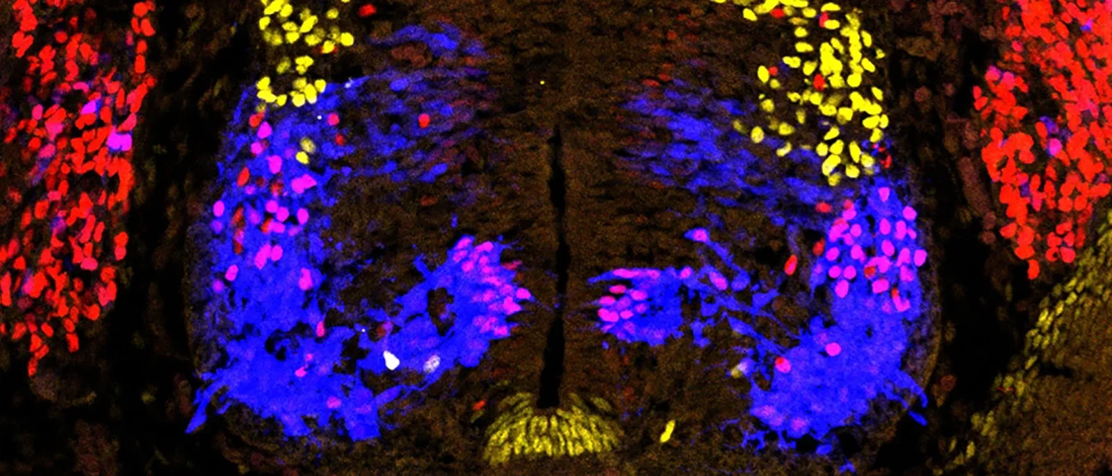 Vibrant microscopy image