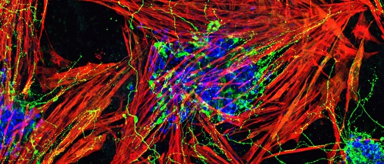 Vibrant microscopy image