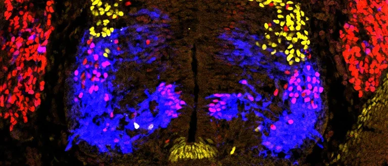 Vibrant microscopy image