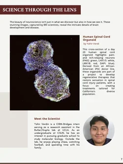 A newletter item about imaging stem cells