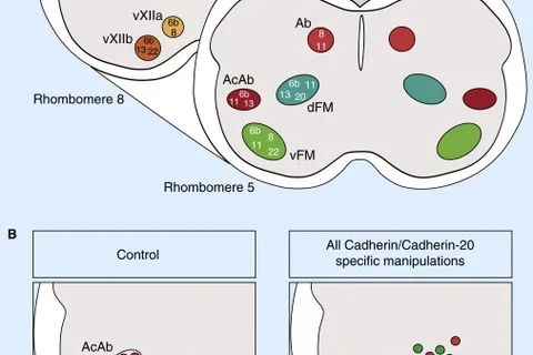 1-s2.0-S0960982214013438