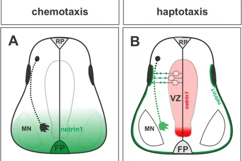 13064_2019_133_Fig2_