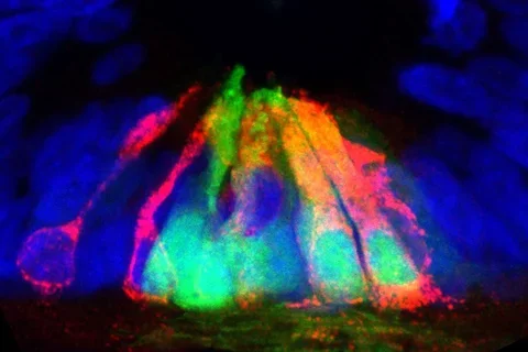 Cells (blue) at the ventral midline of the spinal cord, expressing netrin1 (red) and a fluorescent tracer (GFP, green)