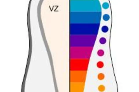 colourful-spinal-cord