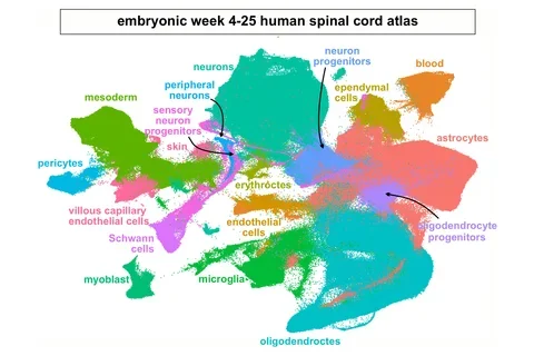 single cell transcriptomic atlas of the human embryonic spinal cord