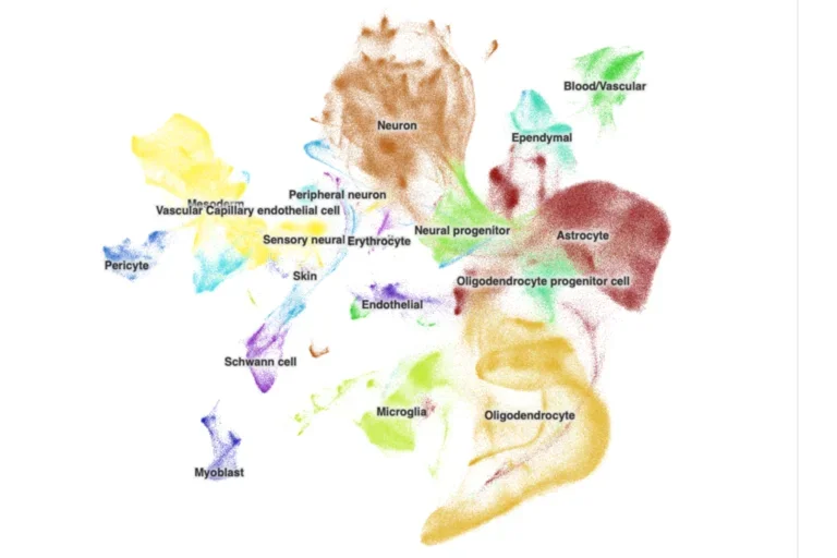 A single cell atlas of the human developing spinal cord