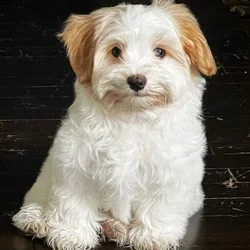 Matilda