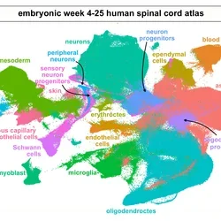 single cell transcriptomic atlas of the human embryonic spinal cord