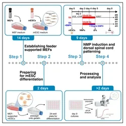 Star Protocols graphical abstract