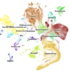 A single cell atlas of the human developing spinal cord