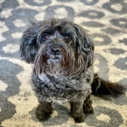 coco