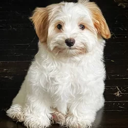 Matilda