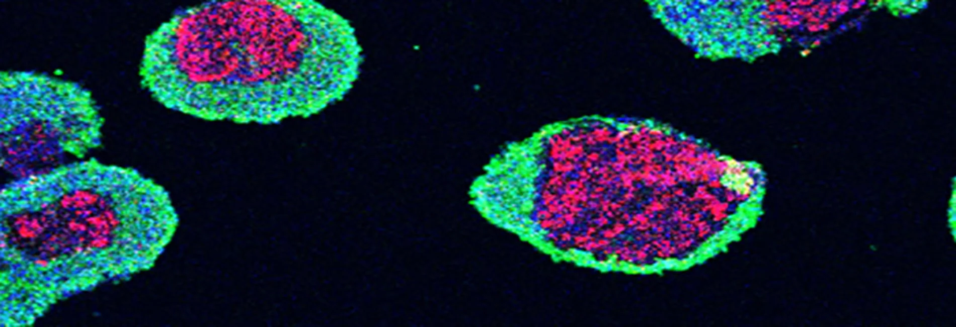 A fuchsia, navy blue, and neon green microscopy image